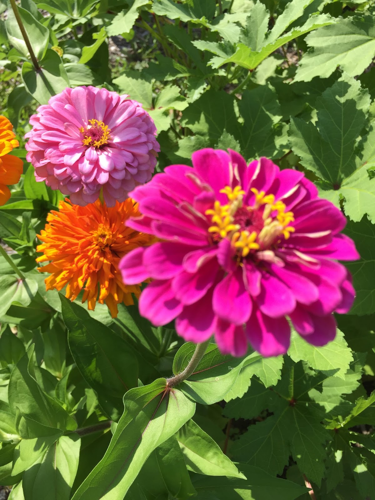 The Summer of Zinnias