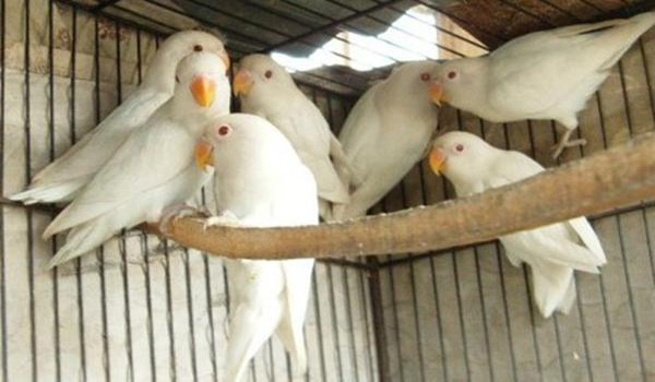 download mp3 lovebird