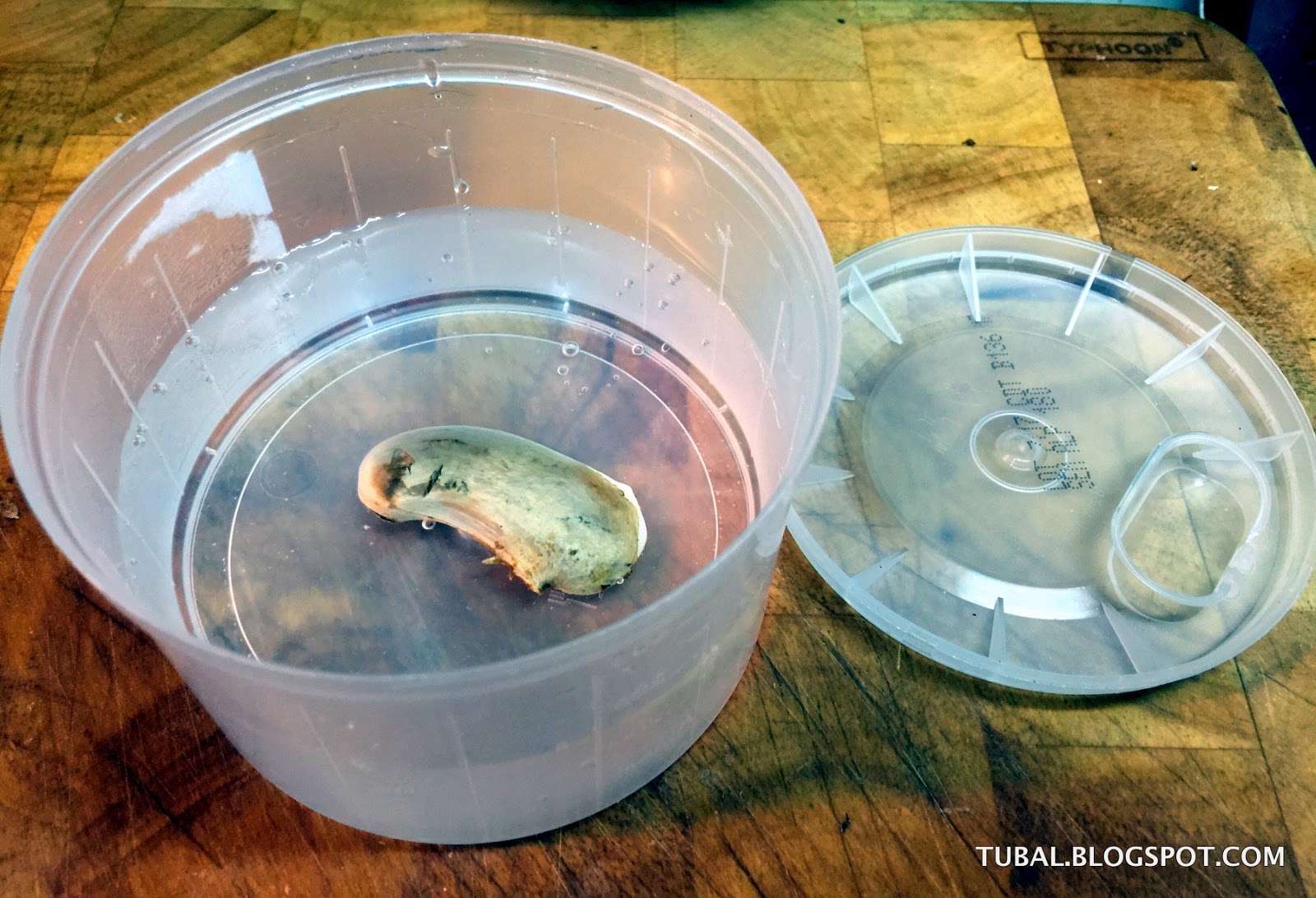 Como Germinar Una Semilla De Mango TUBAL: COMO GERMINAR UNA SEMILLA DE MANGO