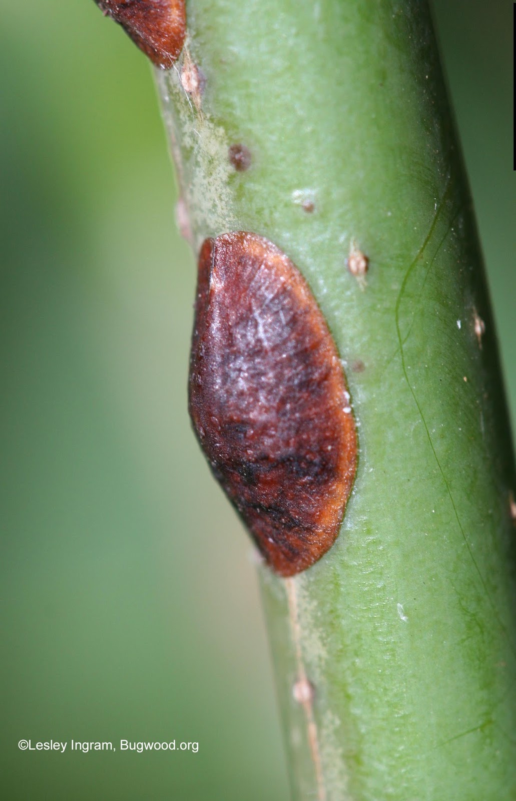 Common House Plant Bugs