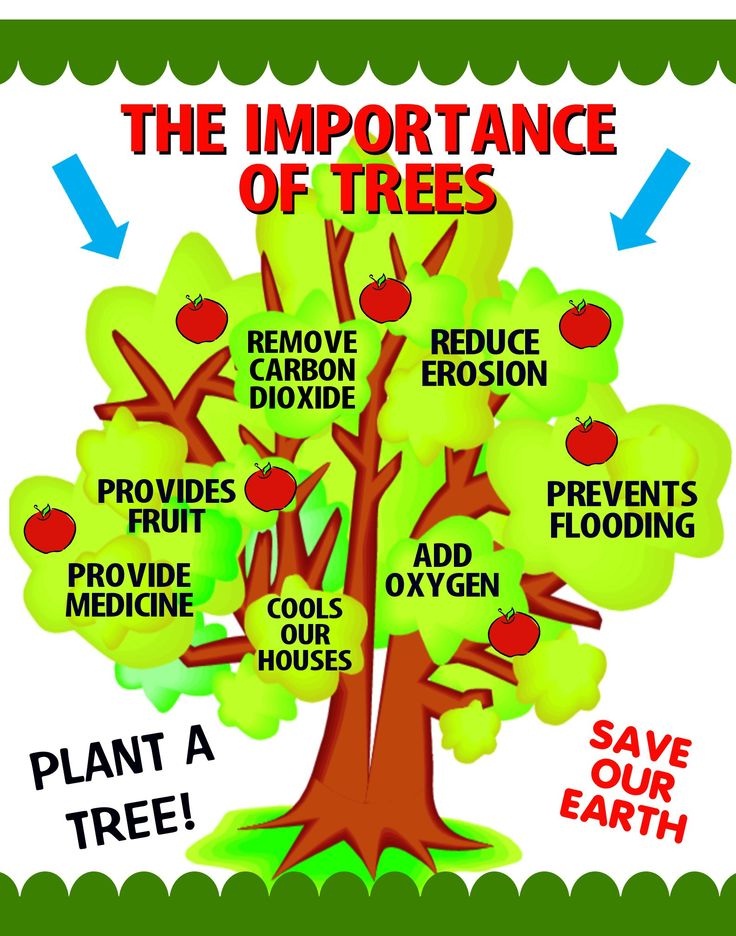 Mythological Truths: What happens if you cut a single tree...
