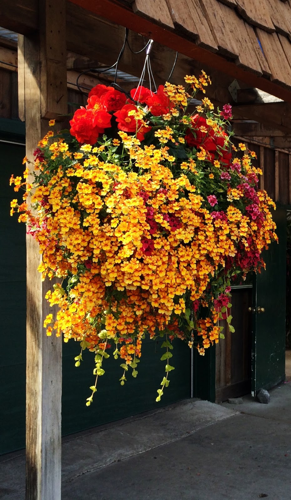 Swallowed Fly Crusades Hanging Baskets in Anchorage