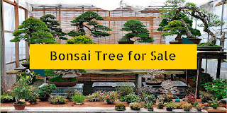 buying bonsai trees