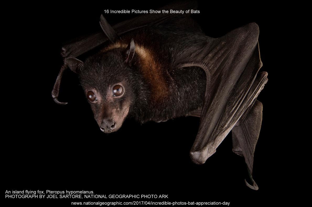 16 Incredible Pictures Show the Beauty of Bats