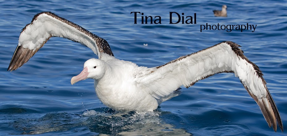 Tina Dial Photography