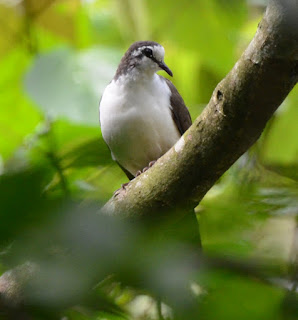 Tambourine Dove, Turtur tympanistria