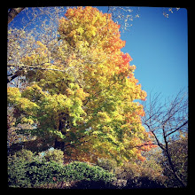 Stunning Sugar Maple