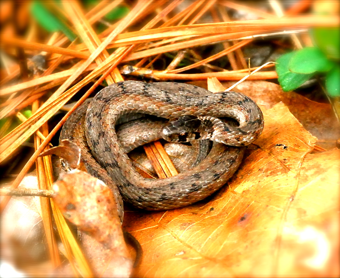 north-georgia-naturalist-brown-snake-murray-county-1-8-13