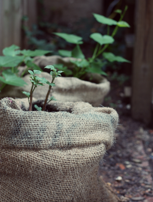 Update Our Sweet Potatoes & More 17 Apart Update Our Sweet Potatoes & More 17 Apart