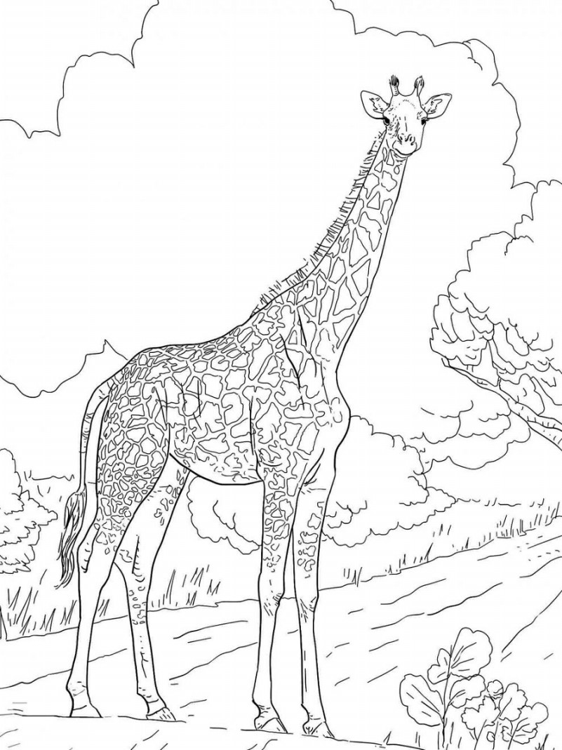 Gambar 75 Contoh Gambar Sketsa Pemandangan Alam Pantai Gambar 75 Contoh Gambar Sketsa Pemandangan Alam Pantai
