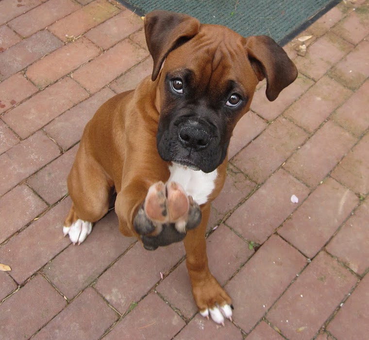 Caring For Your Dog The Essential Guide First Aid For A Sprained Paw Caring For Your Dog The Essential Guide First Aid For A Sprained Paw