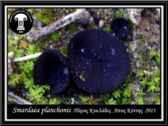 Smardaea planchonis (Dunal ex Boud.) Korf & W.Y. Zhuang