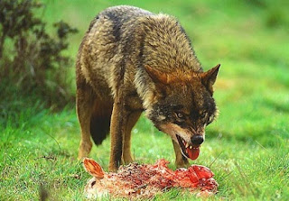 Resultado de imagen de lobo comiendo