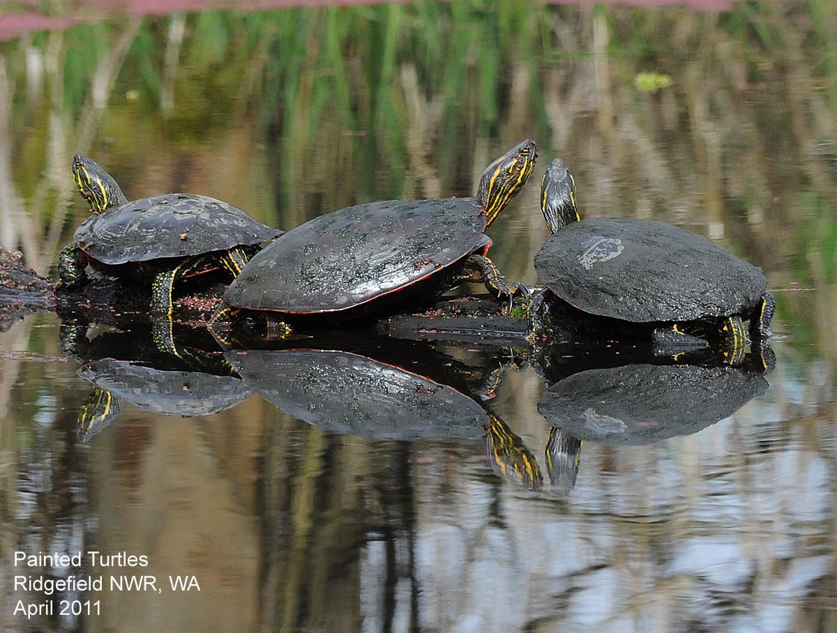 Painted Turtle Diet In Captivity
