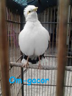 Rahasia Tips Merawat Burung Jalak Putih Agar Cepat Gacor Super Kilat