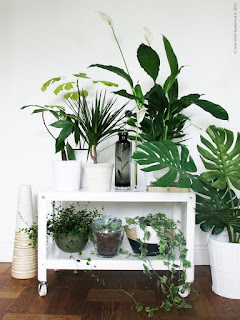 plantes, inspiration, blog, mode, blogueuse, française