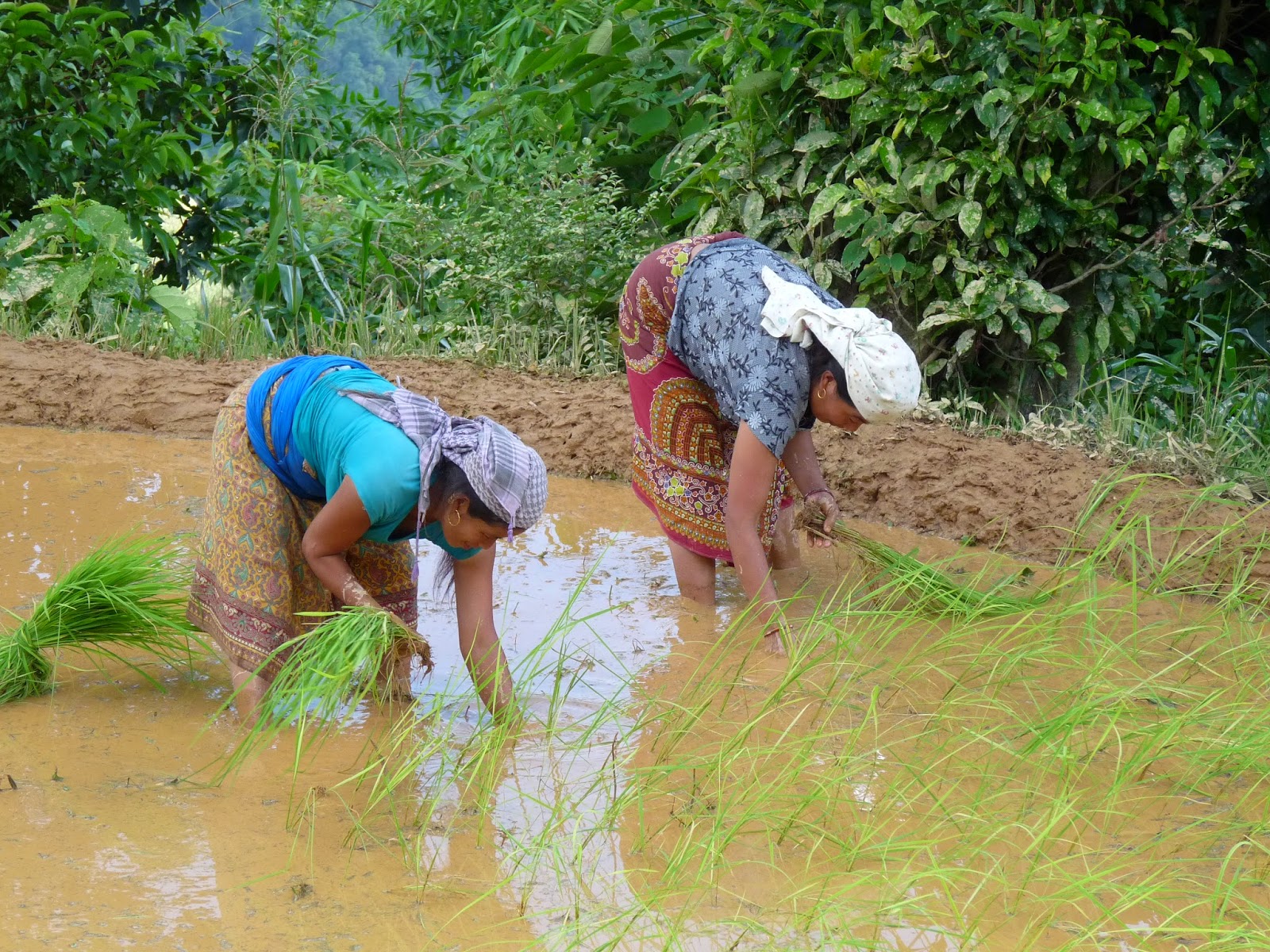 Kerry's Adventures in Peace Corps-Nepal: Monsoon