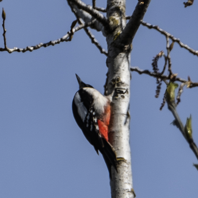 Dendrocopos major © Chris Zintzen | panAm productions