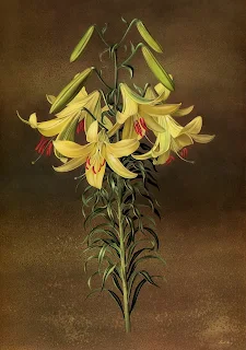 Paul Jones 1921-1997 ~ Australian painter | Flowers of May