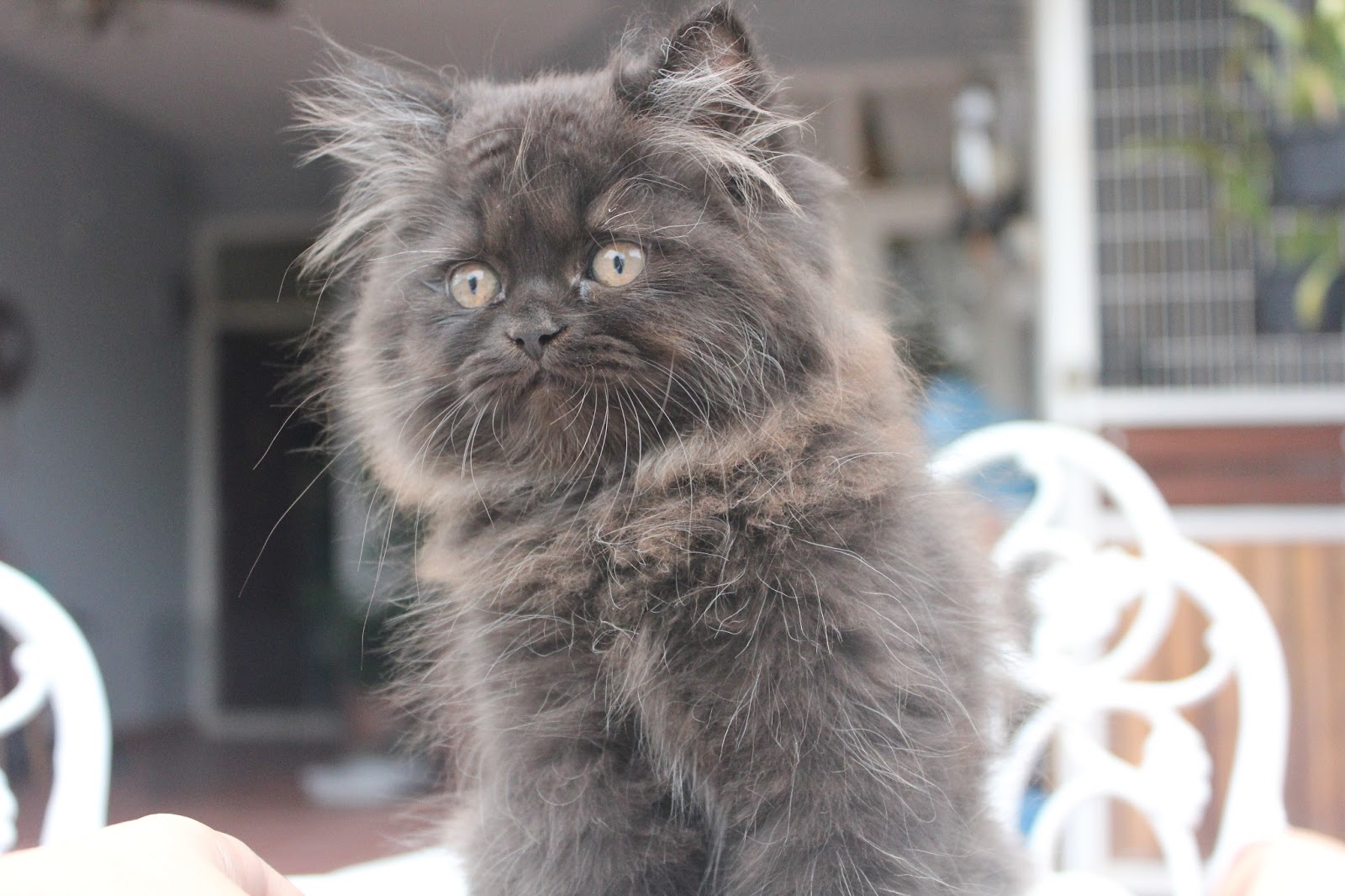 Cats and Kittens Persian mixed Tabby Kitten, Baloo