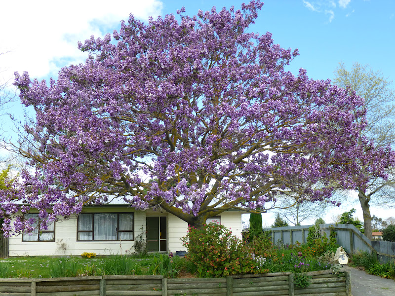 Our New Zealand Adventures SPRING TIME IN NEW ZEALAND