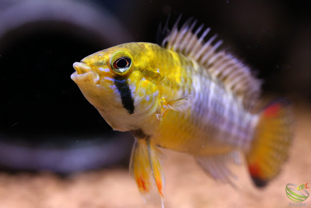 Apistogramma cf. hoignei(sp.Tame)