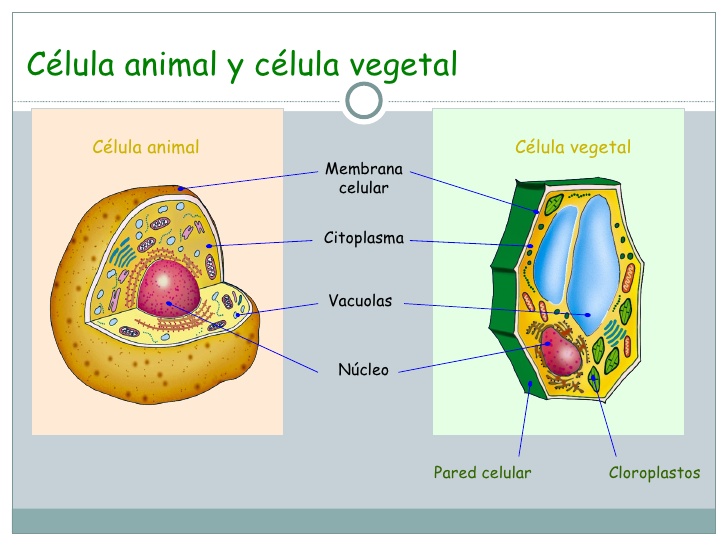 Procesos Celulares Célula Animal Y Vegetal