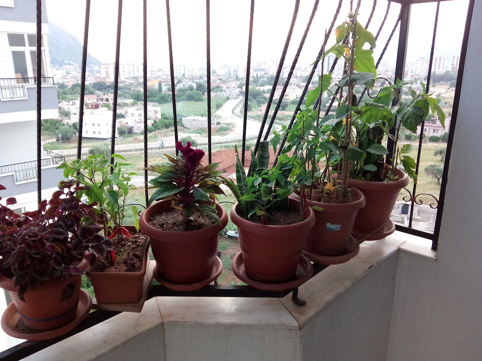Balkon Bostanı Bölüm 1 Balkon Bostanı Bölüm 1