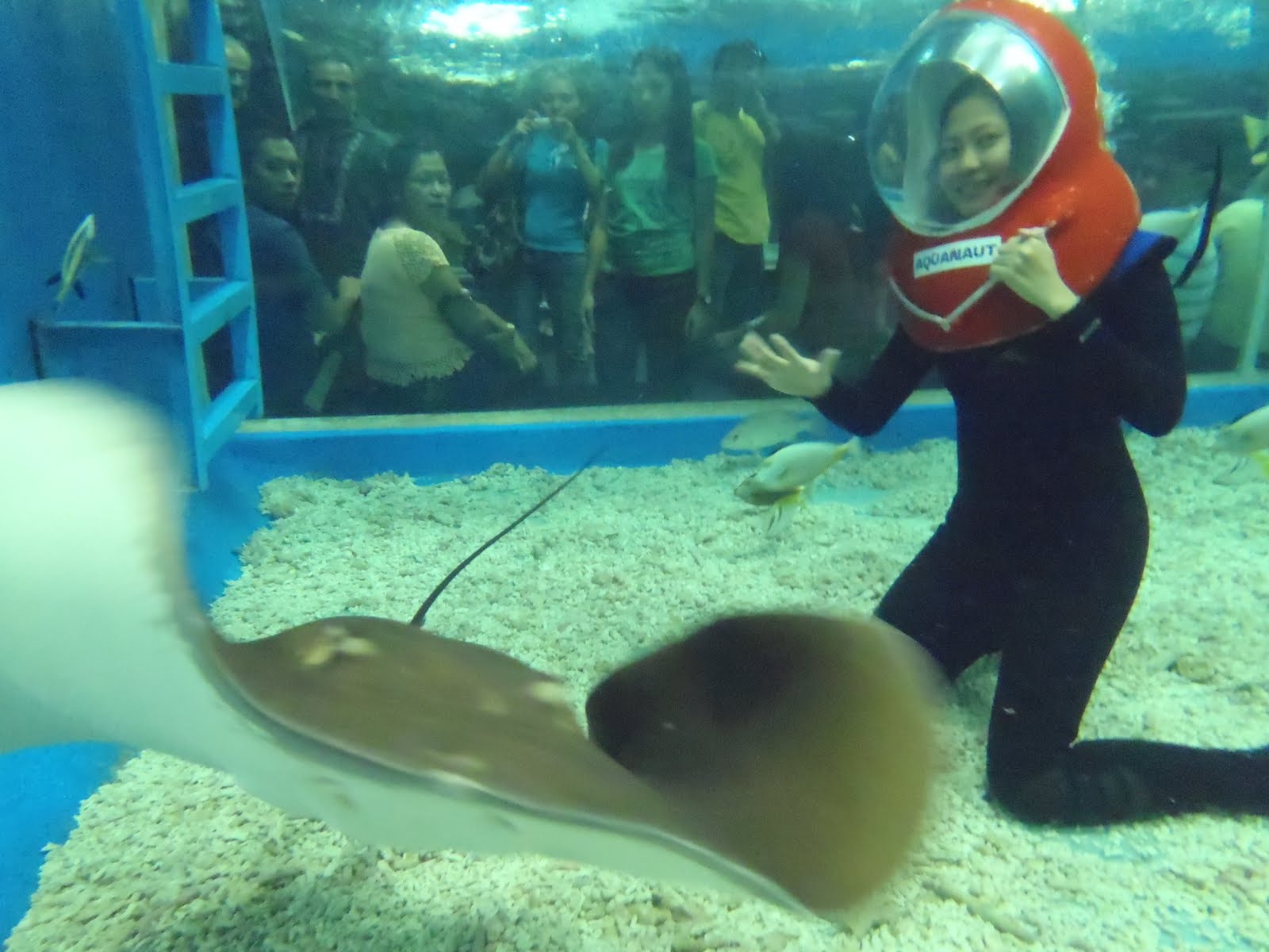 iaadamlim Diving at Manila Ocean Park via Aquanaut Voyage A Review