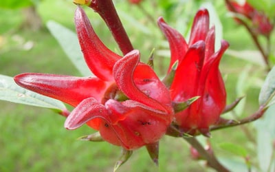 Terbaru 19+ Sketsa Bunga Rosella - Gambar Bunga Indah