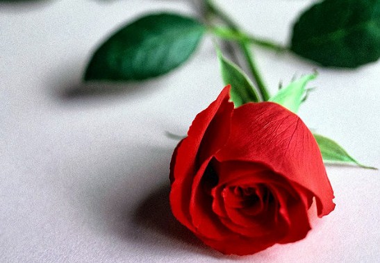 gambar bunga mawar 44