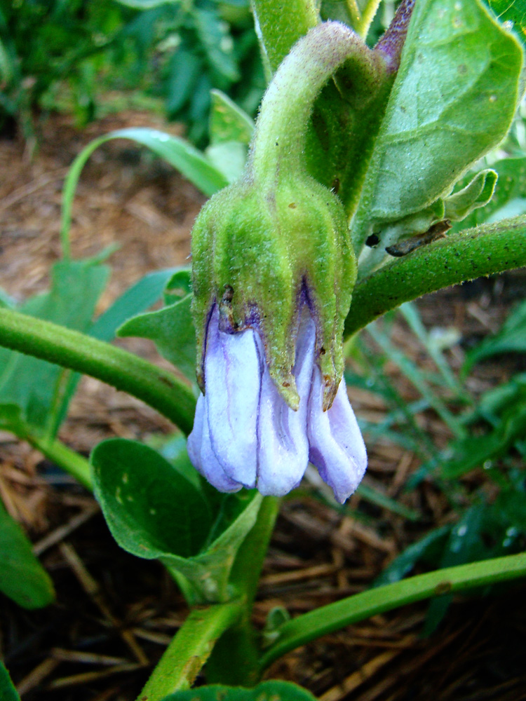 Rurification: Eggplant Flower