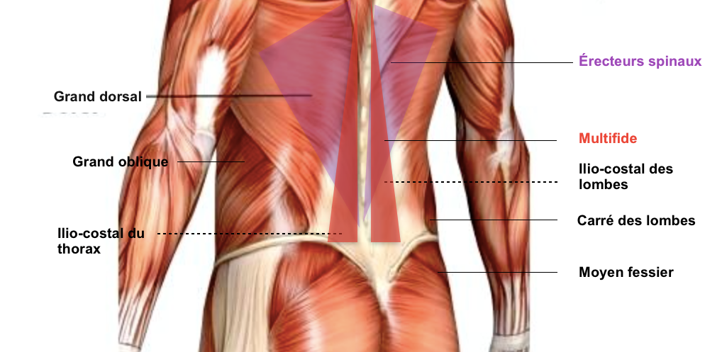 anatomie du muscle lombaire