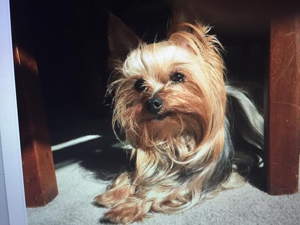 yorkie breeders in brevard county terrier stolen from titusville family returned safe yorkie breeders in brevard county terrier stolen from titusville family returned safe