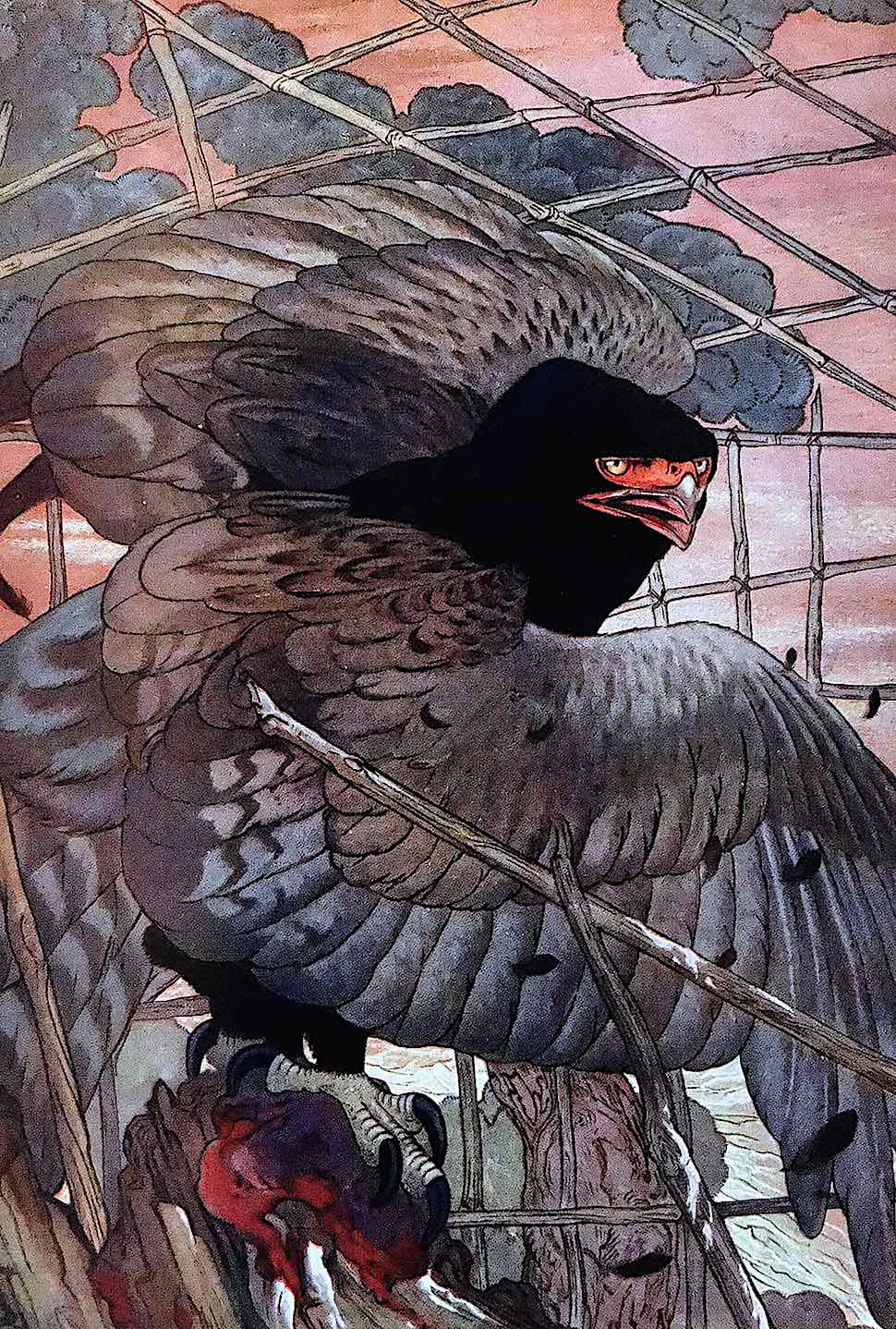 E.J. Detmold an E.J. Detmold illustration of a trapped hawk