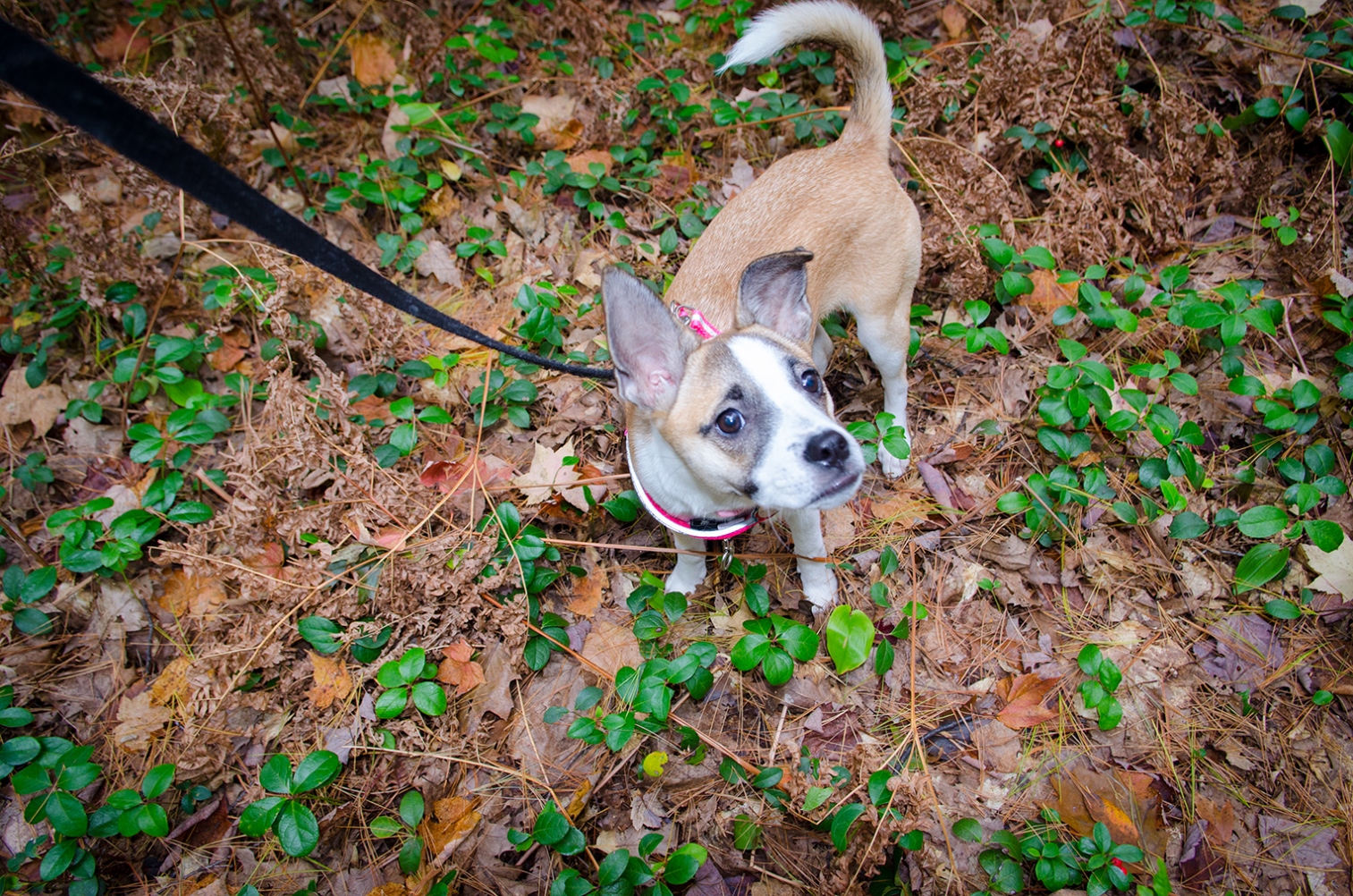 Paws in the Parks Bringing Dogs to Michigan State Parks The Voice