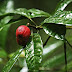 Médico australiano descobre fruta em floresta capaz de eliminar o câncer em menos de 24 horas!