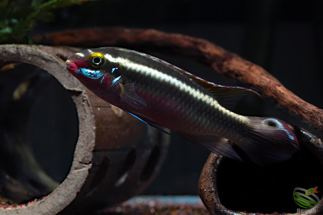 Pelvicachromis sacrimontis spawning