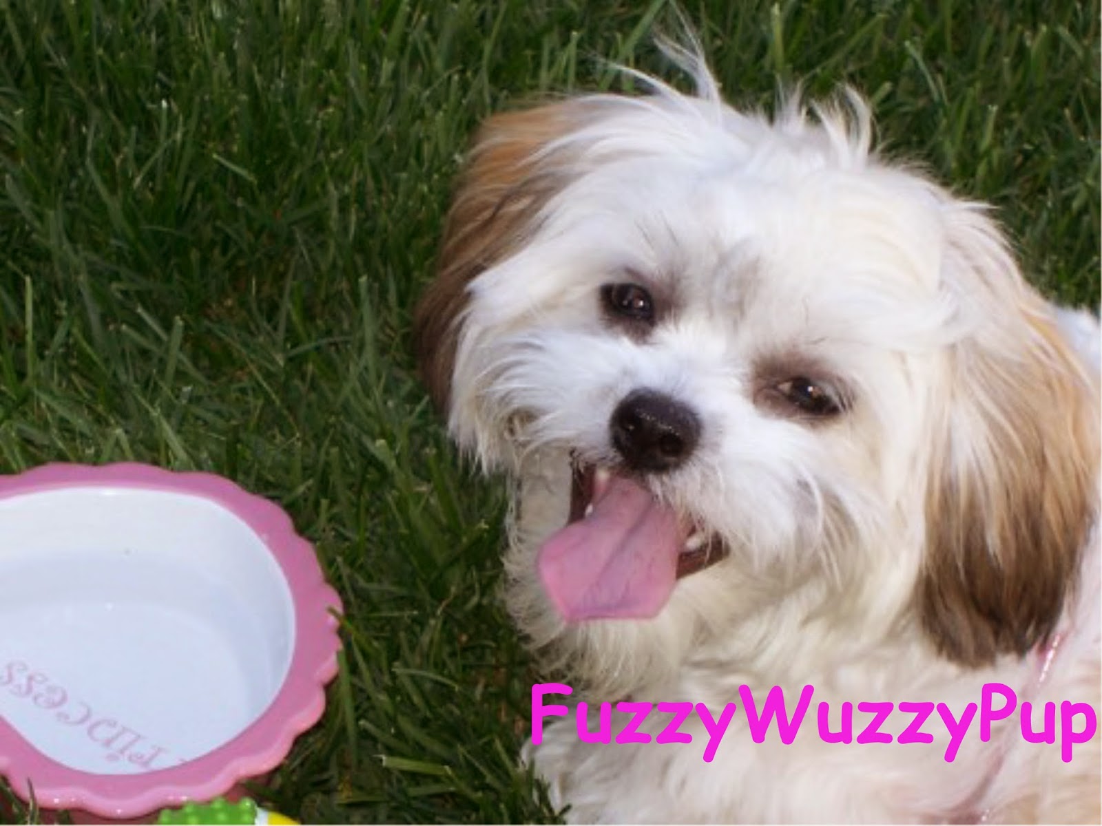 pictures of shichon puppies