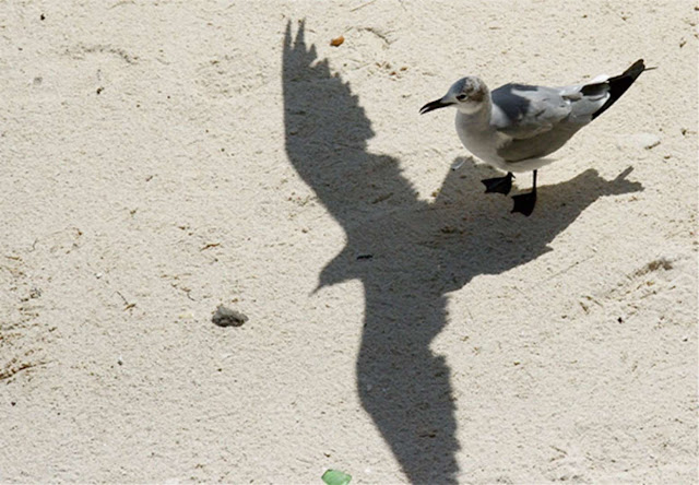 21 imagens surpreendentes de sombras Elfandarilha