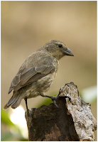 Mangrove Finch found at Black Turtle Beach, Isabela Island, Galapagos