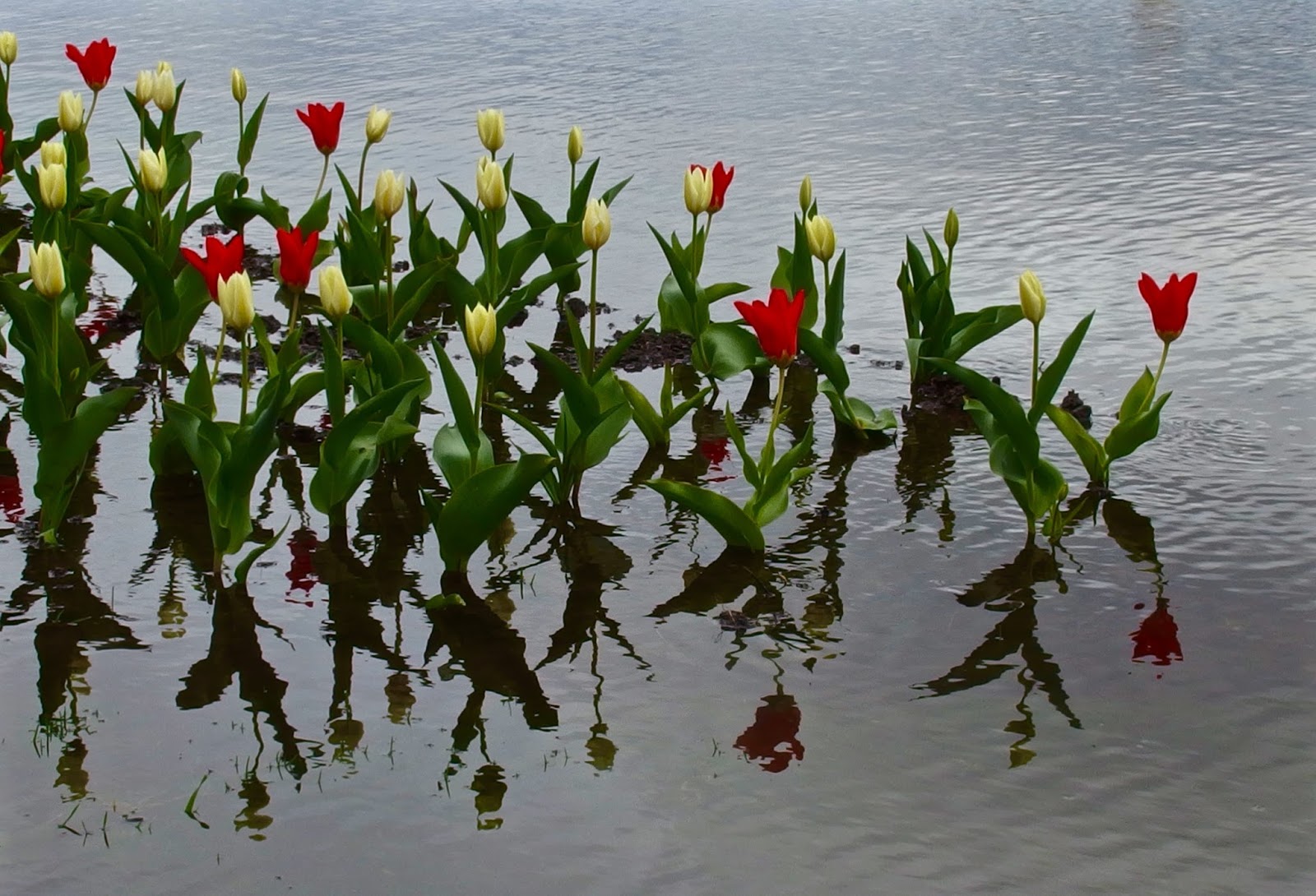 the golden fish tulips in water