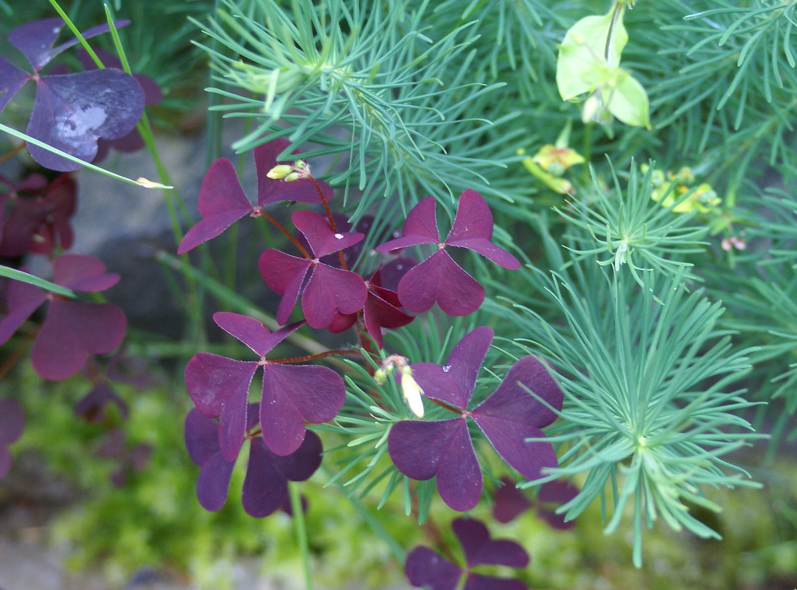 Download-free-foto: Разные растения, разная трава, разноцветная ...