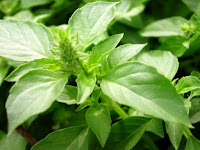 Manfaat Daun Kemangi Untuk Kecantikan Dan Kesehatan Manfaat Daun Kemangi Untuk Kecantikan Dan Kesehatan