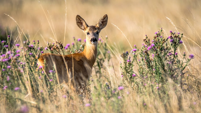 Blomster rådyr ikke foretrekker