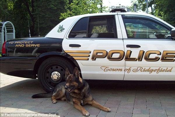 Cảnh sát và người dân Mỹ xếp hàng chào vĩnh biệt "chú chó anh hùng" sắp lìa đời