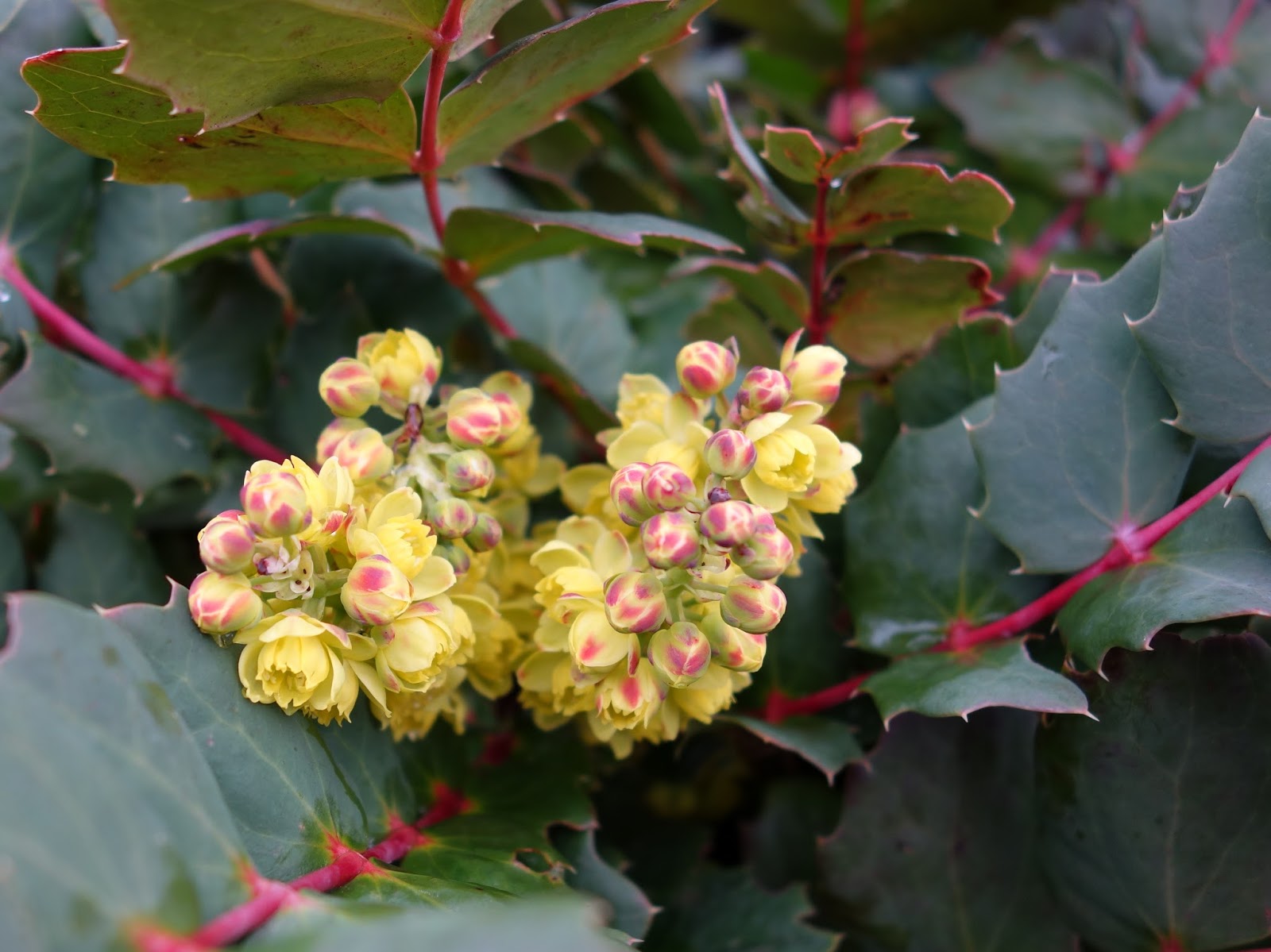 Fat Of The Land Oregon Grape Preserves