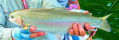 Idaho Fly Fishers - fly fishing equipment, flies, tips, rods, reels, lines, rivers, lakes, fishing destinations, group trips and how to save BIG!