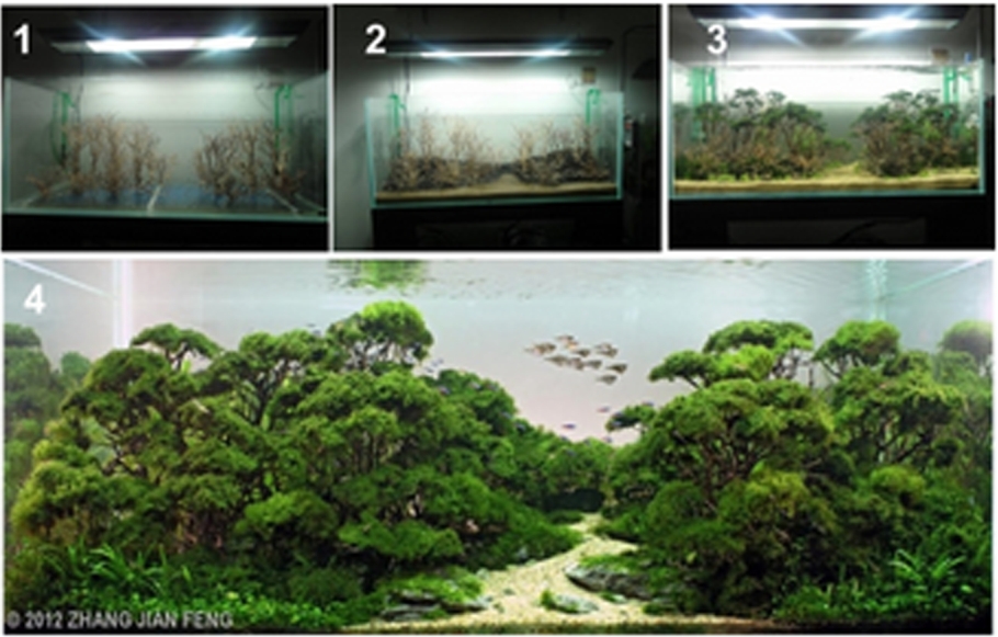 Alternatif Desain Aquascape Simple Aquascape Alternatif Desain Aquascape Simple Aquascape
