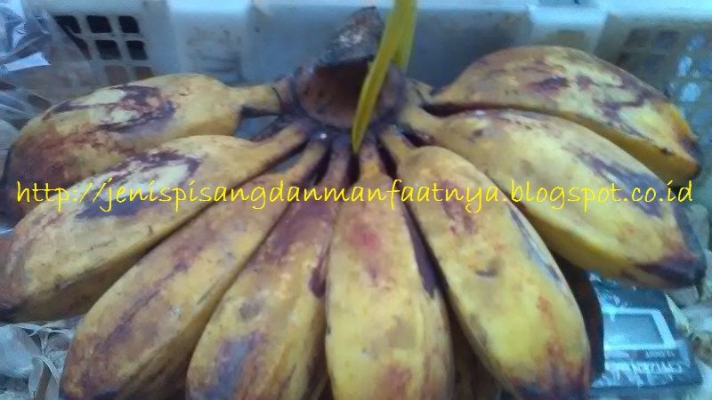 Pisang Gablok Gambar Jenis Pisang Untuk Kolak-Pisang Gablok